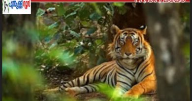 കടുവാ പേടി വേണ്ട, എഐ മുന്നറിയിപ്പ് നൽകും; സംവിധാനവുമായി മഹാരാഷ്ട്ര