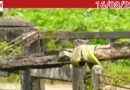 വയനാട് ആനപാറ പാലം അപകടാവസ്ഥയിൽ