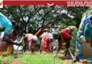 തൊഴിലുറപ്പ് തൊഴിലാളികൾക്ക് തിരിച്ചടി;തൊഴിൽ ദിനങ്ങൾ വർധിപ്പിച്ചില്ലെങ്കിൽ വേതനം ലഭിക്കില്ല.