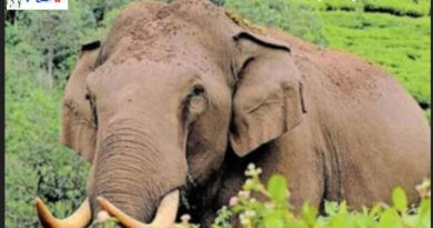 തൃശൂർ കുതിരാനിൽ ഇറങ്ങിയ കാട്ടുകൊമ്പനെ പൂട്ടാൻ വനം വകുപ്പ്