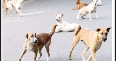 തിരുവനന്തപുരം മ്യൂസിയത്തിൽ എത്തുന്നവർക്കിനി തെരുവ് നായ്ക്കളെ ഭയക്കേണ്ട; നായ്ക്കളെ പിടികൂടാൻ നടപടി തുടങ്ങി