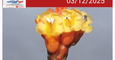 വംശനാശം സംഭവിച്ചെന്ന് കരുതിയ പരാദ സസ്യത്തെ വയനാട്ടില്‍ കണ്ടെത്തി