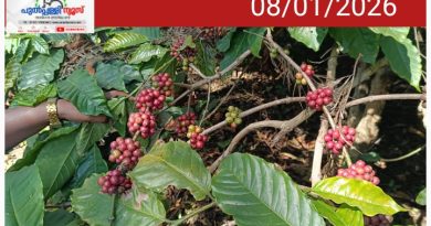 വയനാട്ടിൽ തണുപ്പ് കൂടി: കാപ്പിയുടെ ഉണക്ക് കുറഞ്ഞാൽ ഗുണത്തെയും വിലയെയും ബാധിക്കുമെന്ന് കോഫി ബോർഡിൻ്റെ മുന്നറിയിപ്പ്.