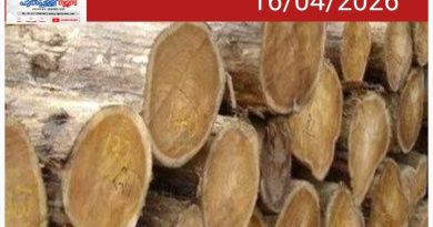 ലക്ഷക്കണക്കിന് രൂപയുടെ മരങ്ങൾ ചിതലെടുത്ത് നശിക്കുന്നു; മാനന്തവാടിയിൽ അധികൃതരുടെ അനാസ്ഥയെന്ന് പരാതി