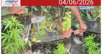 ആശുപത്രിയിലെ ഔഷധസസ്യ തോട്ടത്തിനടുത്ത് കഞ്ചാവ് ചെടി; പിടിച്ചെടുത്ത് നശിപ്പിച്ച് എക്സൈസ് സംഘം