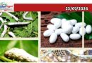 സിൽക്ക് ബോർഡിന്റെ എം.ആർ.എം.എ 2.0 ക്യാമ്പെയിൻ വയനാട്ടിലും