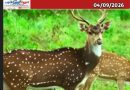 മുതുമല വനത്തിൽ സഞ്ചാരികൾക്ക് മൊബൈൽ ഫോൺ വിലക്ക്