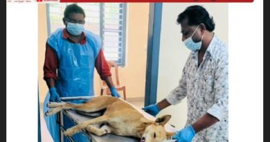 പടിഞ്ഞാറത്തറഎബിസി കേന്ദ്രത്തിൽ 30 വന്ധ്യംകരണശസ്ത്രക്രിയനടത്തി