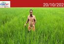 അധ്യാപനത്തിനൊപ്പം നെൽക്കൃഷിയിലും സജീവം; 17 ഏക്കറിൽ കൃഷിയിറക്കി ശ്രീജിത്ത് മാഷ്